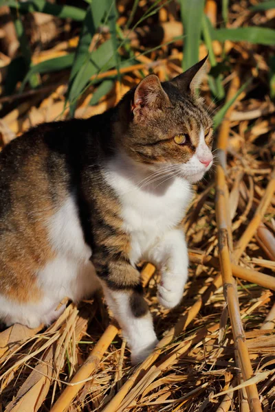 Porträtt Feral Mångfärgade Katt Landsbygden Fotografi Natur Och Djurliv — Stockfoto