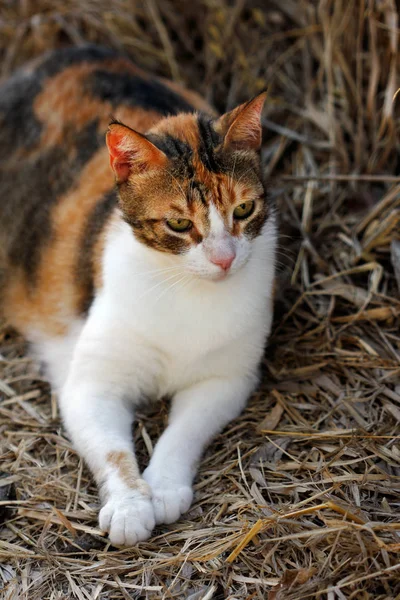 Portret Van Verwilderde Driekleurige Kat Het Platteland Fotografie Van Natuur — Stockfoto