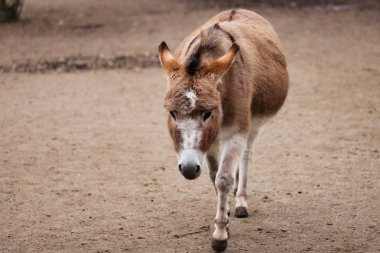 İç kahverengi-beyaz eşek çiftlik tam gövdesi. Doğa ve yaban hayatı fotoğraf.