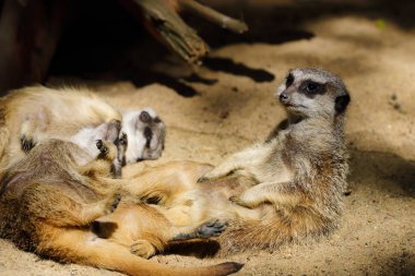Vahşi Afrika çöl faresi (Suricata suricatta) ailesinin rahatla. Doğa ve yaban hayatı fotoğraf.