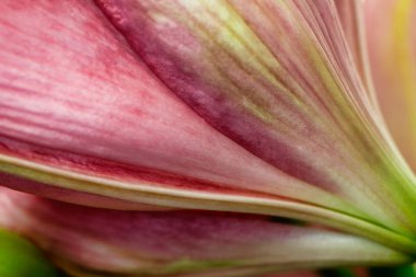 Ters pastel pembe lily çiçek Close-up. Doğanın makro fotoğrafçılık.