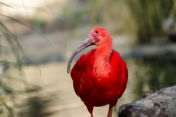 Portret Szkarłatnego Ibis Eudocimus Ruber Gatunku Ibis Należącego Rodziny Ptaków — Zdjęcie stockowe