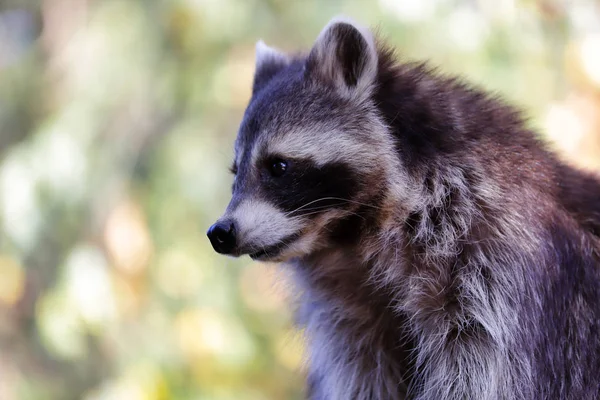 Portrait of sitting adult male common raccoon — Stock Photo, Image
