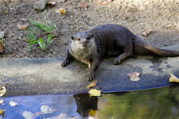 Retrato Lontra Eurasian Adulto Pigmy Lutra Lutra Fotografia Natureza Vida — Fotografia de Stock