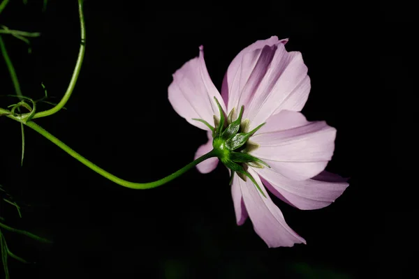 Szczegół z kwiat różowy aster meksykański (kosmos podwójnie pierzasty) na — Zdjęcie stockowe