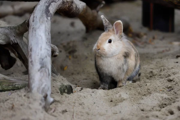 多色国内ピグミー ウサギの全身 自然と野生動物の写真 — ストック写真