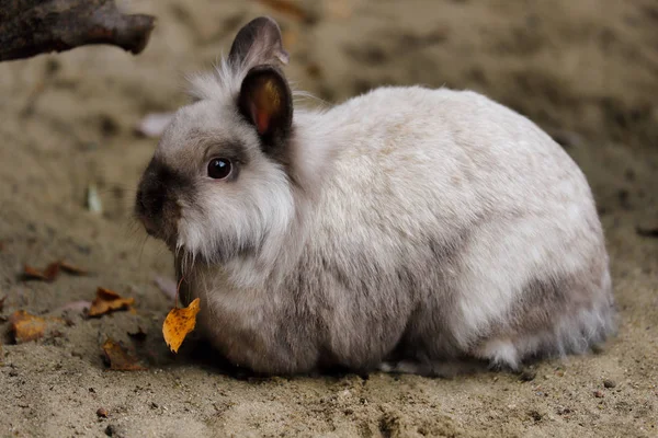 スモーキー グレー国内ピグミー ウサギの全身 自然と野生動物の写真 — ストック写真