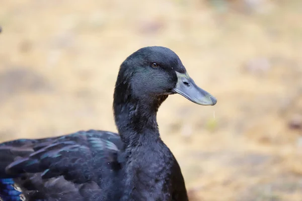 Portrét Černé Pro Dospělé Domácí Kachna Farmě Fotografie Přírody Divoké — Stock fotografie