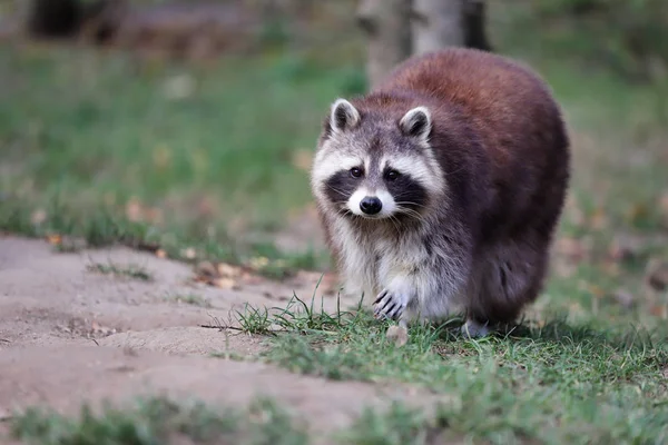 Ganzkörper Erwachsener Männlicher Waschbär Fotografie Von Natur Und Tierwelt — Stockfoto