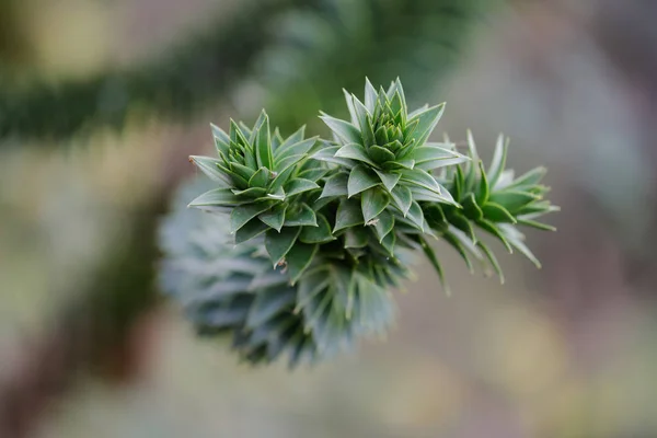 Primo Piano Delle Foglie Dell Araucaria Araucana Albero Puzzle Scimmia — Foto Stock