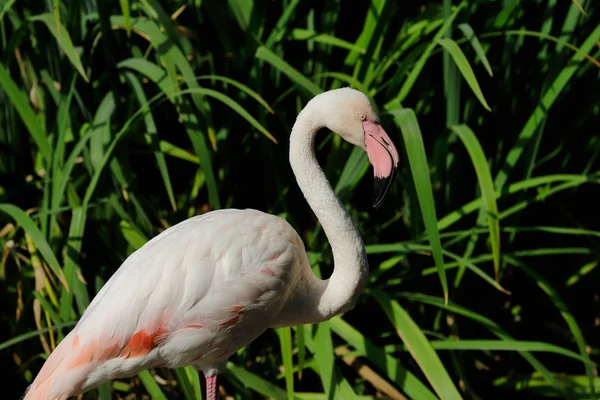 Portret Różowe Kolorowe Faunie Flamingo Brodząc Rzece Fotografia Przyrody Dzikich — Zdjęcie stockowe