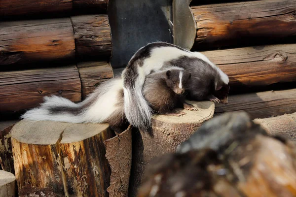 Mephitidae Ist Eine Familie Von Säugetieren Die Stinktiere Und Stinktiere lizenzfreie Stockfotos