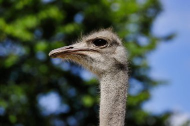 Kafa Close-up Güney Afrikalı kadın ortak devekuşu (Struthio camelus) ayrıntıları. Doğa ve yaban hayatı fotoğraf.