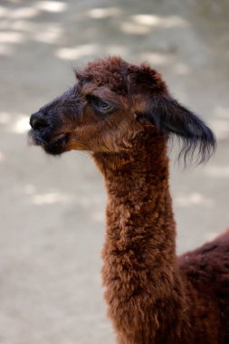 Güney Amerika kamelyasının evcilleştirilmiş Alpaca (Vicugna pacos) türünün kafa ve boyun manzarası. Doğanın ve vahşi yaşamın fotoğrafçılığı.