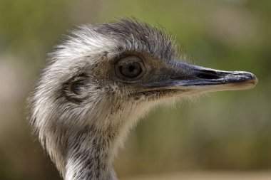 Gri Rhea (Rhea americana) adlı kadının portre profili. Doğanın ve vahşi yaşamın fotoğrafçılığı.