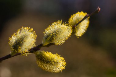 Çiçekli ağaç kedicik dalı bahar bahçe Close-up. Doğanın makro fotoğrafçılık.