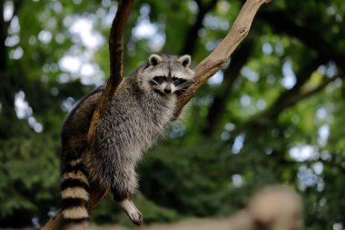 Full body of relaxing common lotor procyon raccoon on the tree branch. Photography of nature and wildlife. clipart