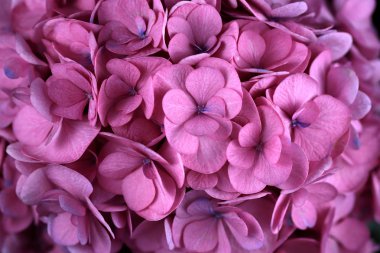 Pembe ortanca (HORTENSIA) çiçek Close-up