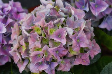 Close-up pastel leylak hydrangea macrophylla (HORTENSIA) flowe