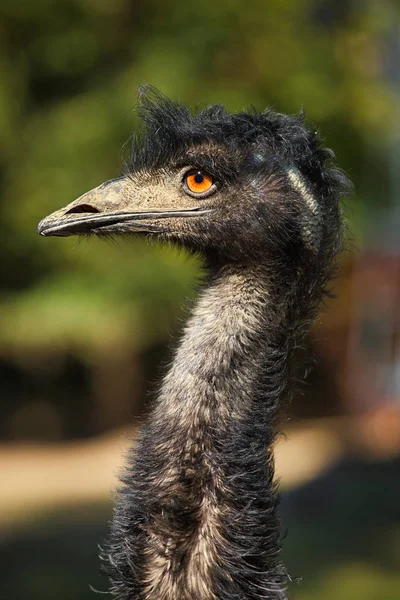 Male Adult Australian Emu Dromaius Novaehollandiae View Emu Neck Head — Stock Photo, Image