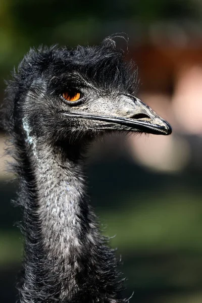 Portret Australijski Emu Dromaius Novaehollandiae Widok Emu Szyi Głowy Fotografia — Zdjęcie stockowe