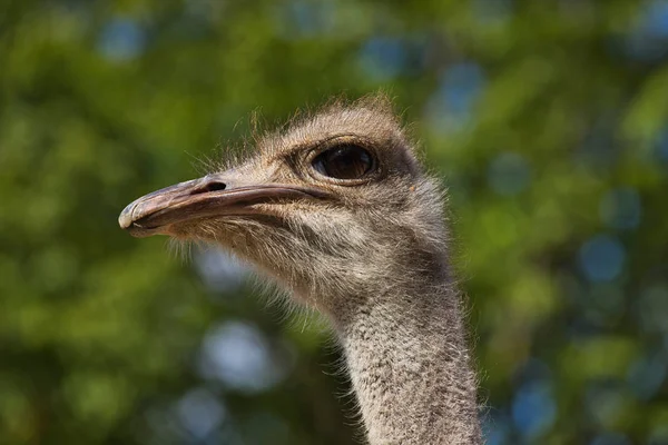 Close Head Details South African Female Common Ostrich Struthio Camelus — Stock Photo, Image