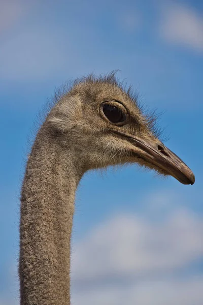 Close Head Details South African Female Common Ostrich Struthio Camelus — Stock Photo, Image