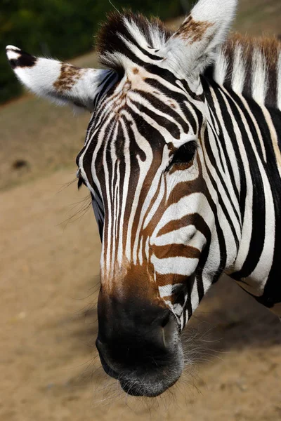 Portrait Manteau Rayé Africain Zèbre Photographie Nature Faune — Photo