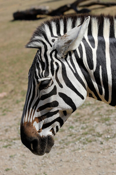 Portrait profile of African striped coat zebra. Photography of nature and wildlife.