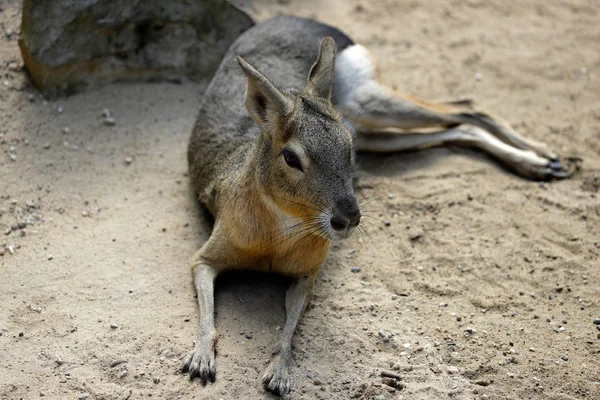 Büyük Patagonya Cavy Mara Dolichotis Memeli Tam Gövdesi Doğa Yaban — Stok fotoğraf