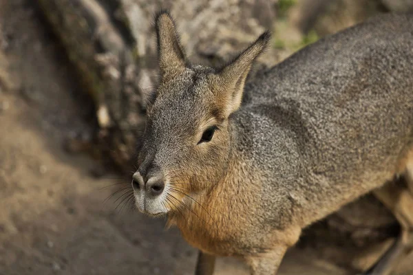 Полное Тело Большого Patagonian Cavy Mara Dolichotis Mammal Фотография Природы — стоковое фото