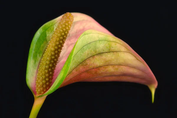 Close Multicolor Anthurium Flamingo Flower Black Background Macro Photography Nature — Stock Photo, Image