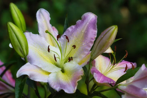 Gros Plan Sur Les Fleurs Lis Multicolores Pastel Dans Jardin — Photo