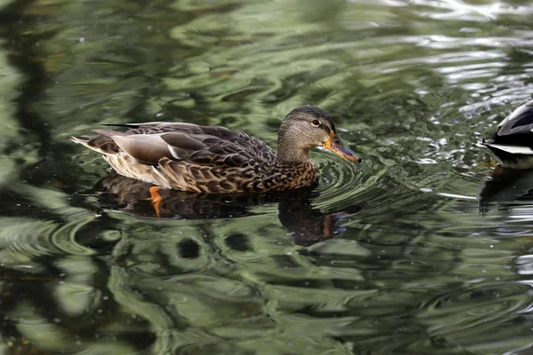 Pato Salvaje Mallardo Hembra Anas Platyrhynchos Nadando Lago Fotografía Naturaleza —  Fotos de Stock