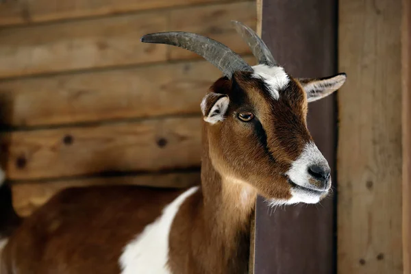 Portrait Female African Pygmy Goat Farm Photography Nature Wildlife — Stock Photo, Image