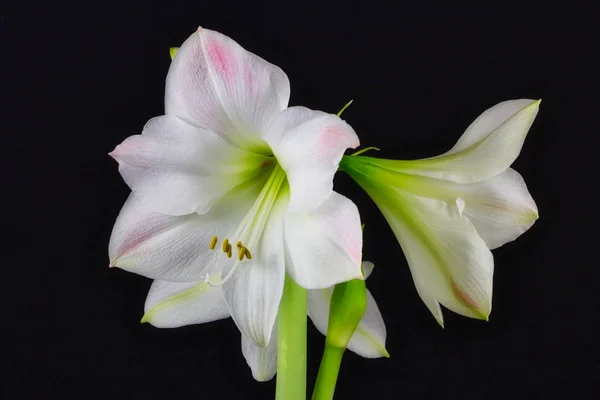 Nahaufnahme Weißer Amaryllis Blüten Auf Schwarzem Hintergrund Makrofotografie Der Natur — Stockfoto