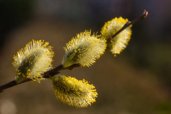 春の庭の開花枝びじょうかのクローズ アップ 自然のマクロ撮影 — ストック写真