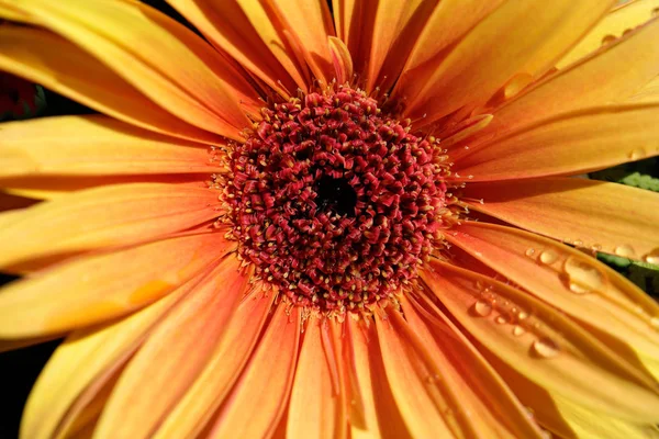 Porträt Einer Orangen Gerbera Blume Sommergarten Makrofotografie Der Natur — Stockfoto
