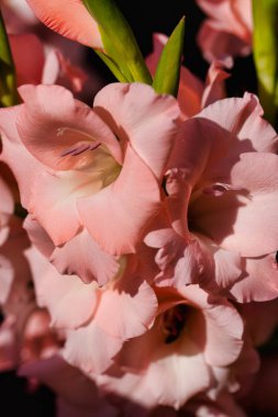 Pastel kayısı rengi Glayöl çiçek bahçesinde Close-up. Doğanın makro fotoğrafçılık.