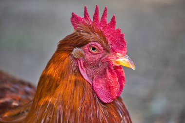 Yetişkin horoz portresi. O daha büyük tarağını gösteriyor. Doğa ve yaban hayatı fotoğraf.