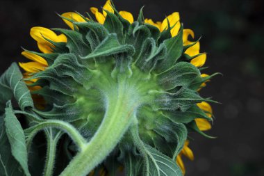 Ayçiçeği yaz bahçesinde Close-up. Doğanın makro fotoğrafçılık.