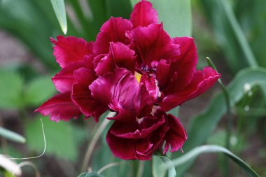 Parrot Lale çiçek bahar bahçe