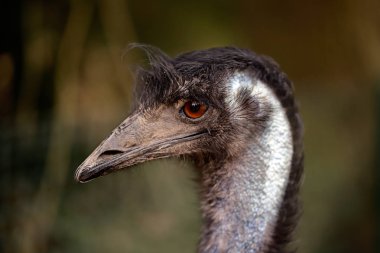 Avustralya Emu (Dromaius novaehollandiae), Close-up bir DAÜ'ın başkanı görüntüleyin. Doğa ve yaban hayatı fotoğraf.