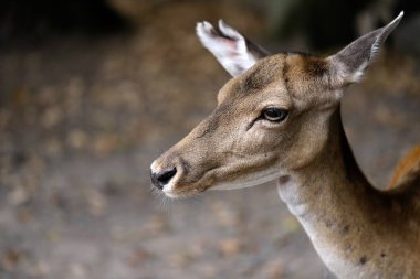 Alageyik (dama, dama) ormanda portresi