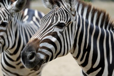 Afrika çizgili kat zebralar portresi