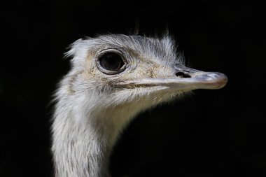 Gri büyük rhea (Rhea americana) yakın çekim portre. Doğa ve yaban hayatı fotoğraf.