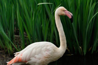 Pembe renkli flamingo sukuşu nehre gölet ve göllerde tam gövdesi. Doğa ve yaban hayatı fotoğraf.
