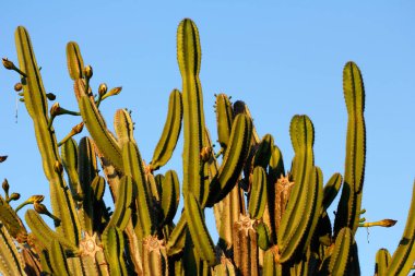Mavi gökyüzü arka plan üzerinde büyük kaktüsler (uzun boylu treelike alışkanlık). Doğanın makro fotoğrafçılık.