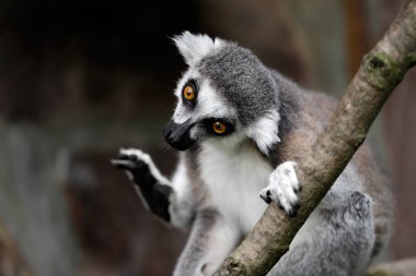 Ring-tailed lemur (catta) ağaç dalı olarak portresi. Doğa ve yaban hayatı fotoğraf.