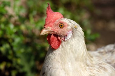 Yakın çekim boyun ayrıntı yerli beyaz tavuk çiftliği. Doğa ve yaban hayatı fotoğraf.